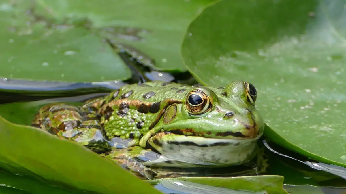 Fungus Wiping Out Frogs: Innovative “Frog Saunas” Offer Hope for Survival